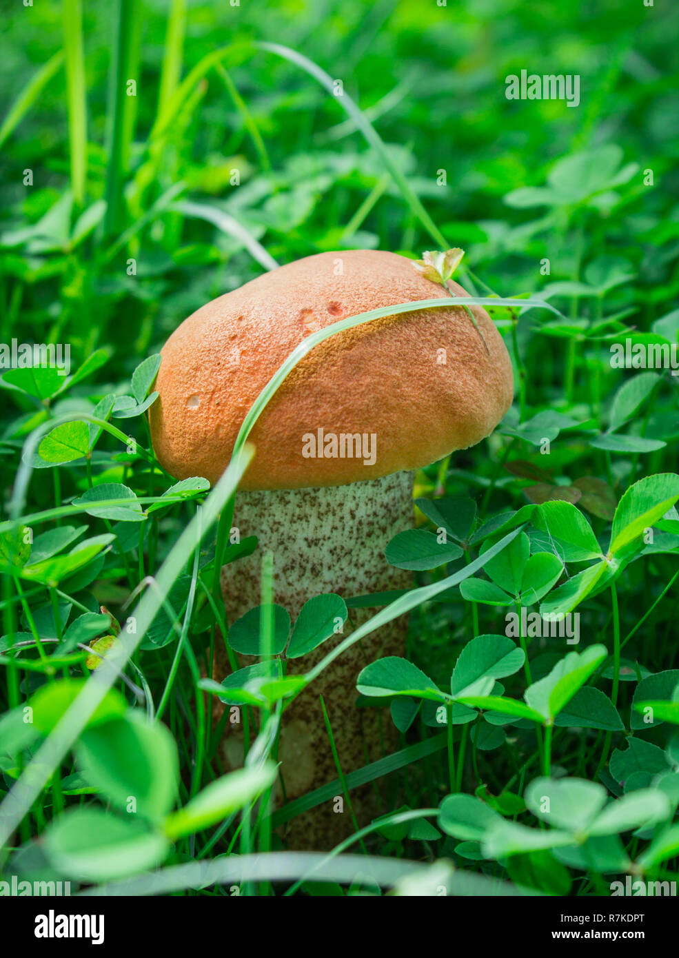 Two little boletus in the forest, edible mushroom porcini. Two mushrooms in the grass Stock Photo