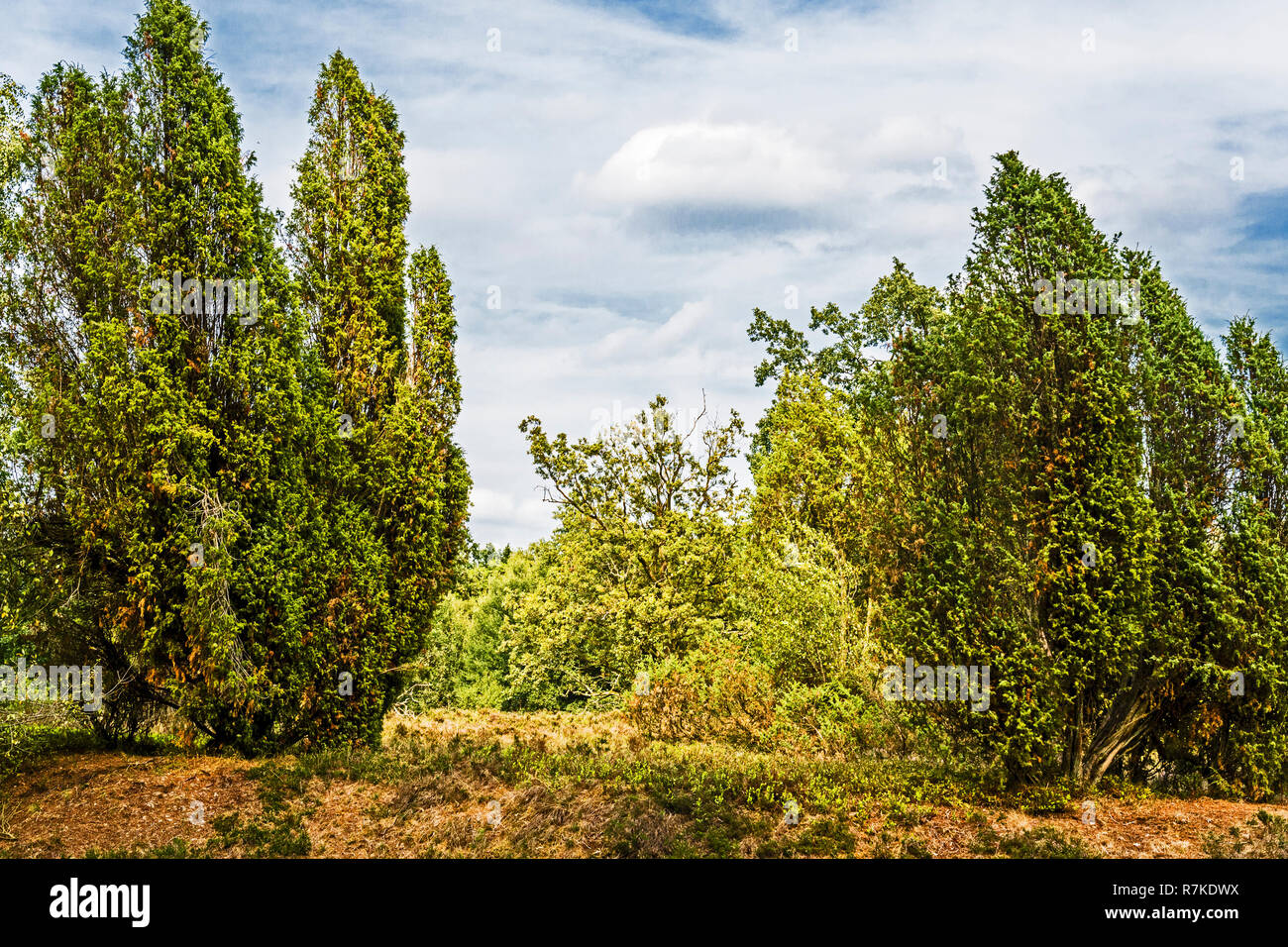 Lueneburg Heath (Lower Saxony); Lüneburger Heide (Niedersachsen Stock ...