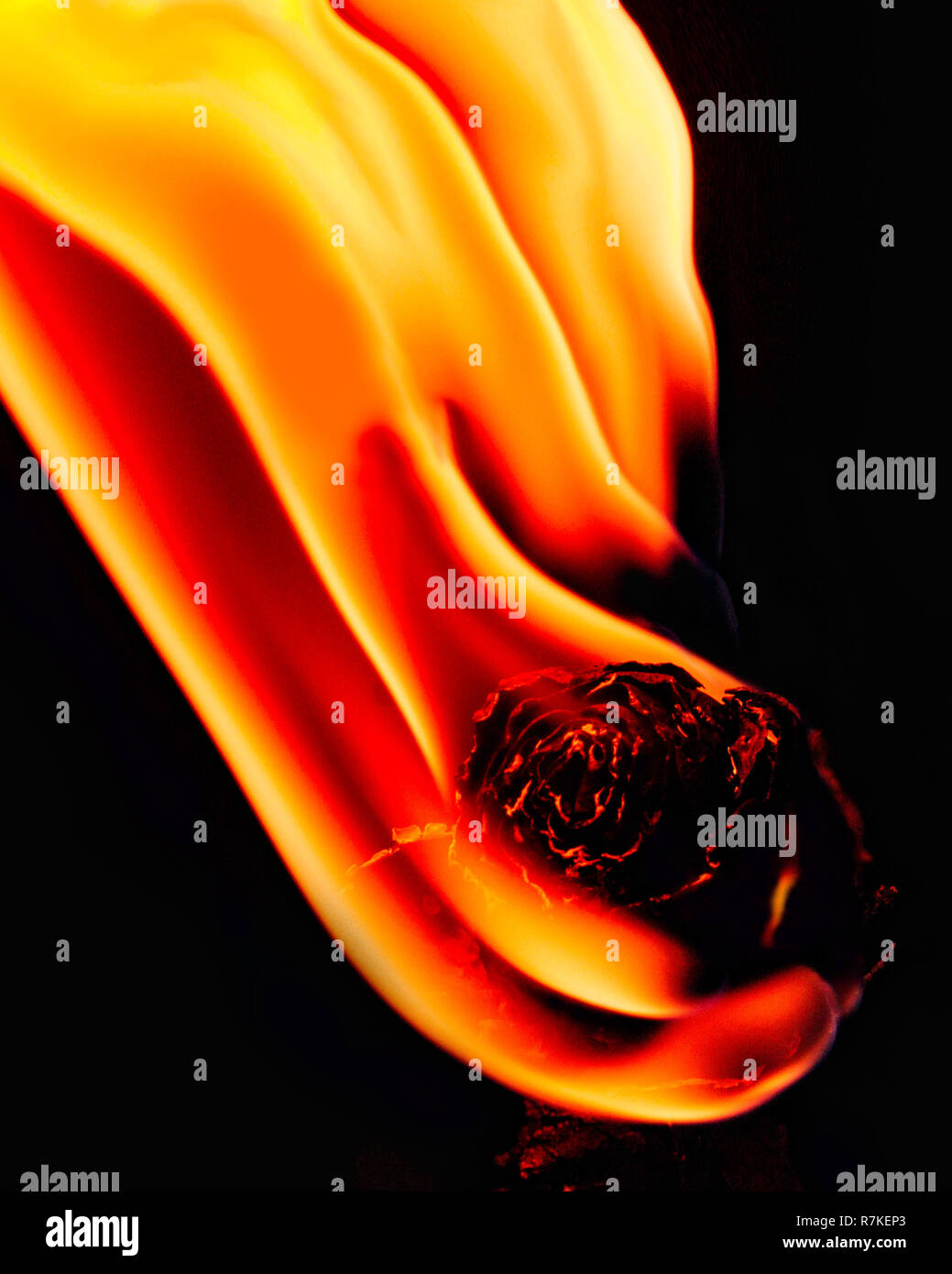 Rose on fire flames on hi-res stock photography and images - Alamy
