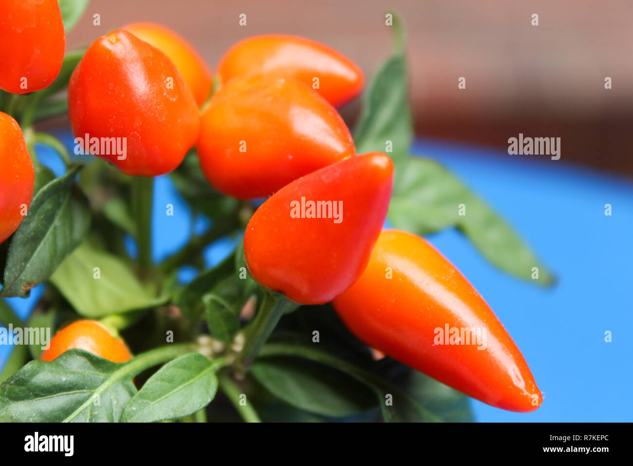 Orange Chillies High Resolution Stock Photography and Images - Alamy