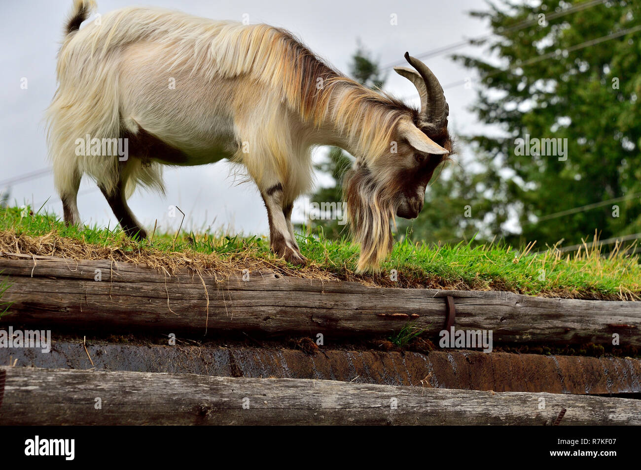 A male Billy Goat foraging on a sod roof at the Country Market in Coombs on Vancouver Island British Columbia Canada. Stock Photo