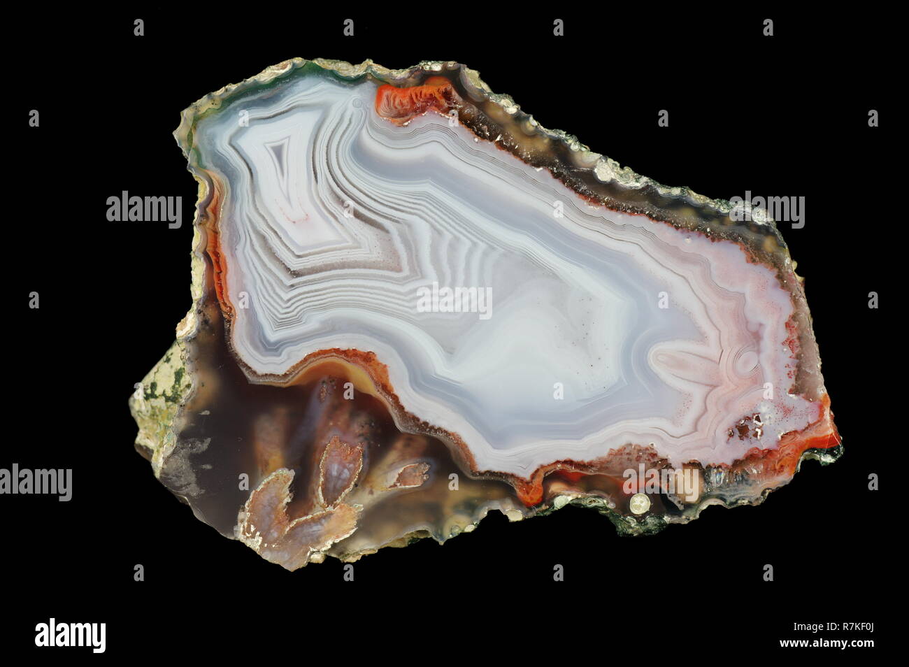 A cross-section of agate.A white chalcedony is interwoven with gray ...