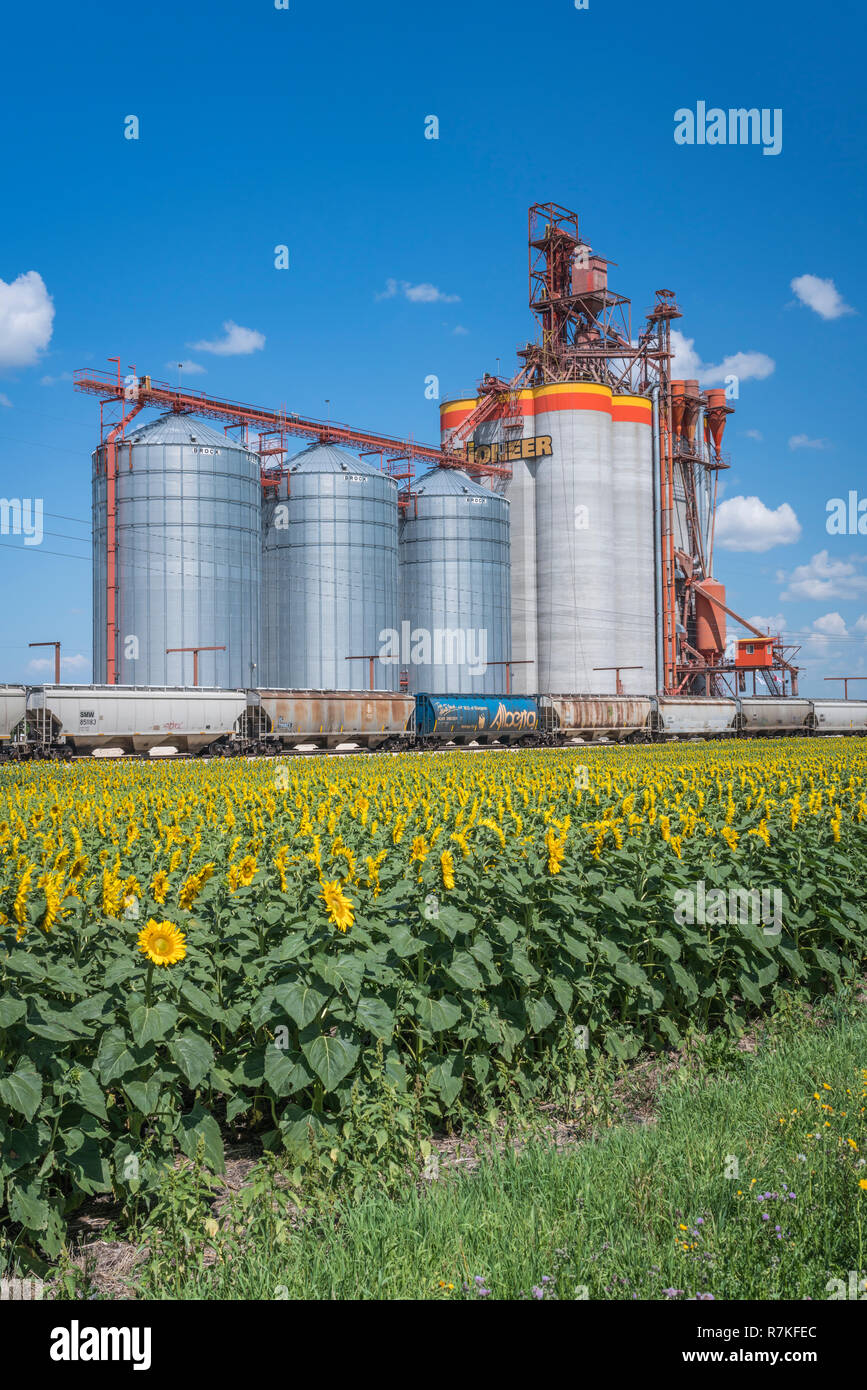 A Pioneer Grain inland grain handling terminal and a blooming sunflower field near Brunkild, Manitoba, Canada. Stock Photo