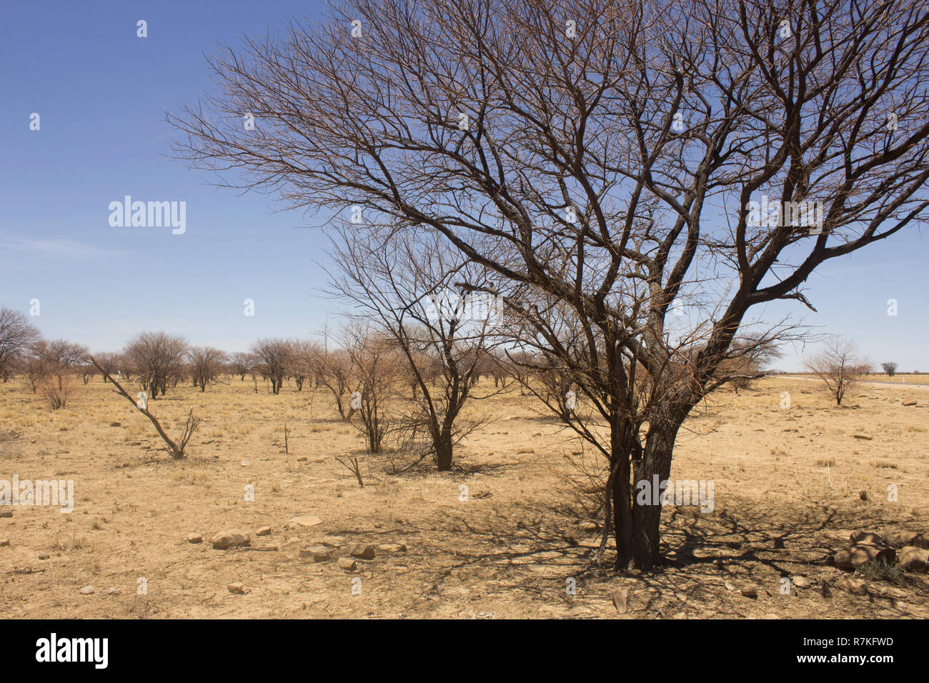 Dead prickly acacia trees spread out across a barren paddock during drought in outback Queensland Stock Photo