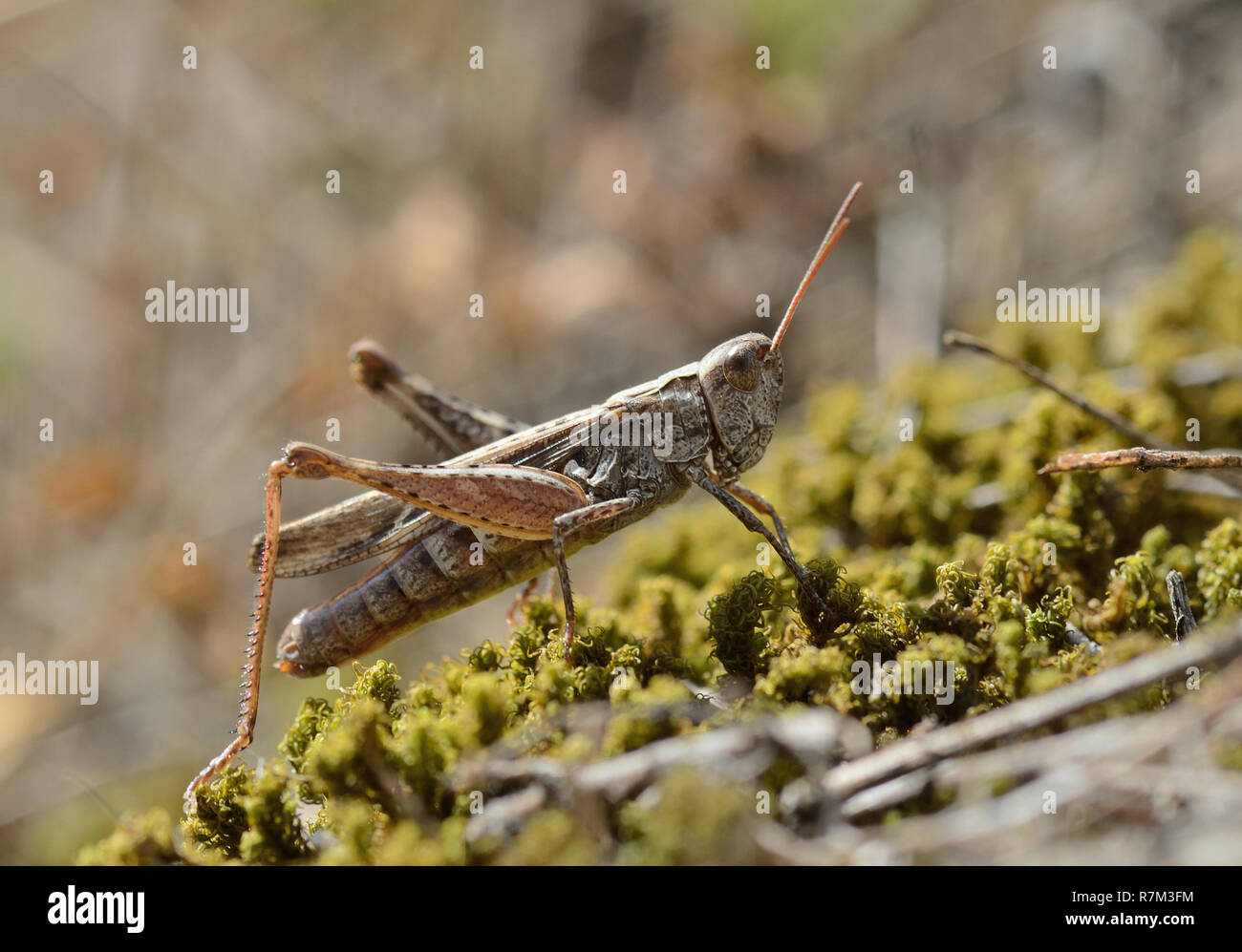 grasshopper rests above moss under the sun rays Stock Photo