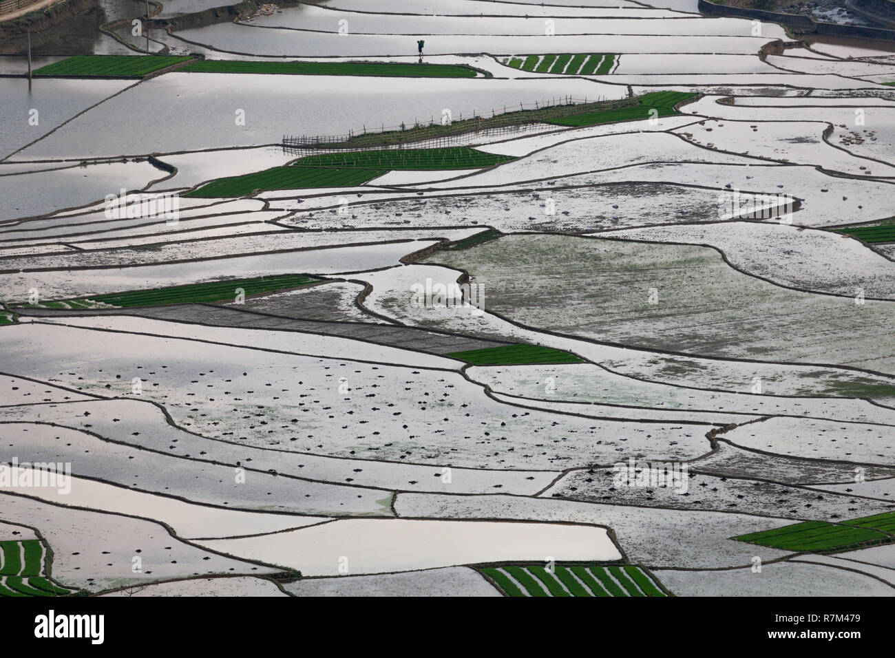 Curved Rice Curved and textured rice fields during the wet season in the mountains ...