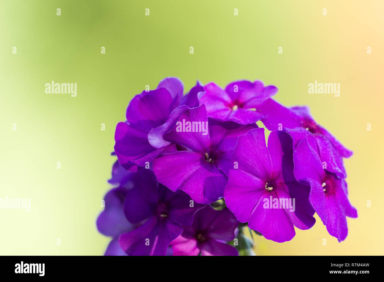 Close-up of a purple Phlox paniculata (Garden Phlox) Flower on a natural green Background. Stock Photo