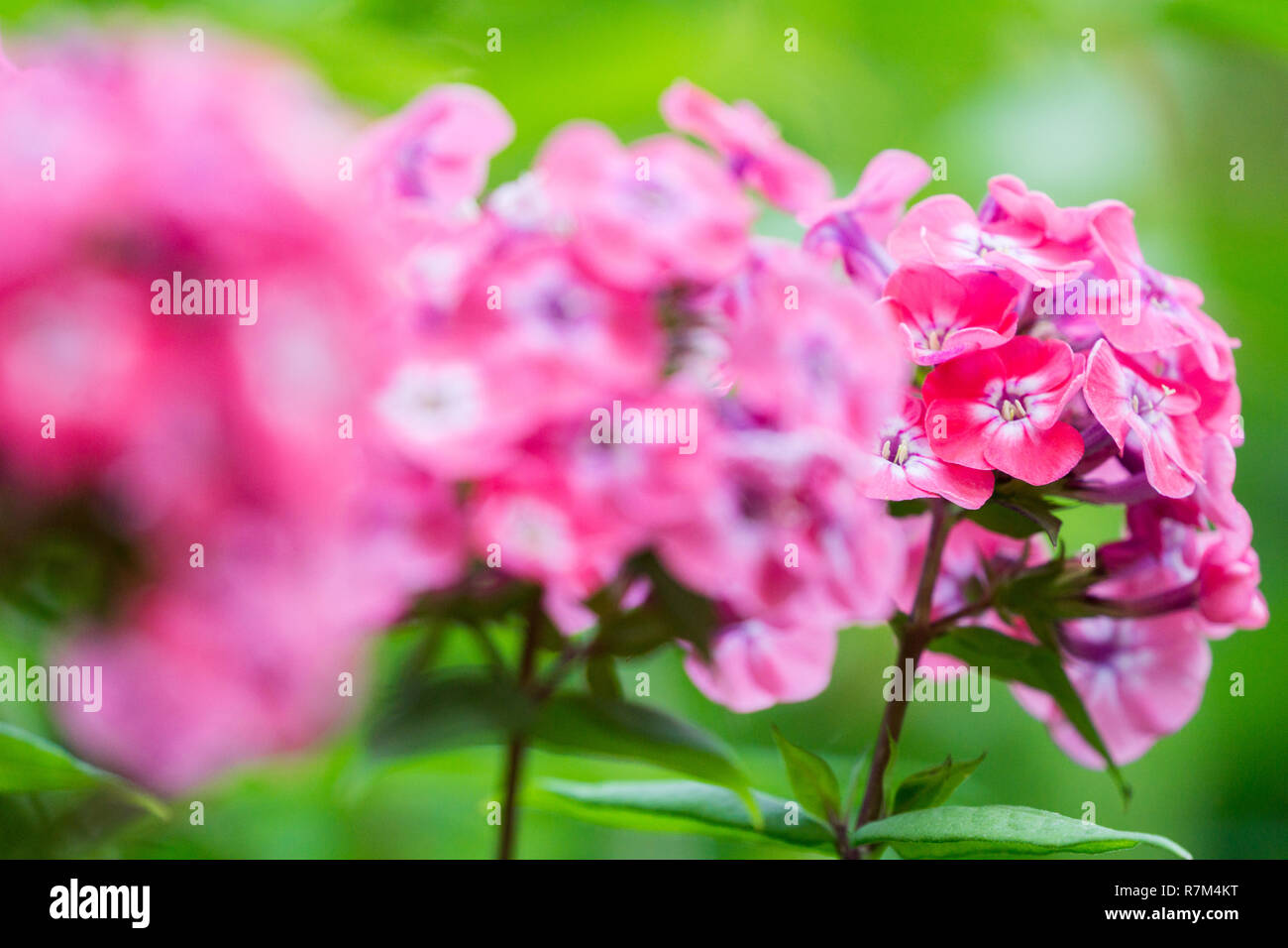 Close-up of beautiful flowering perennial phlox Flowers Stock Photo - Alamy