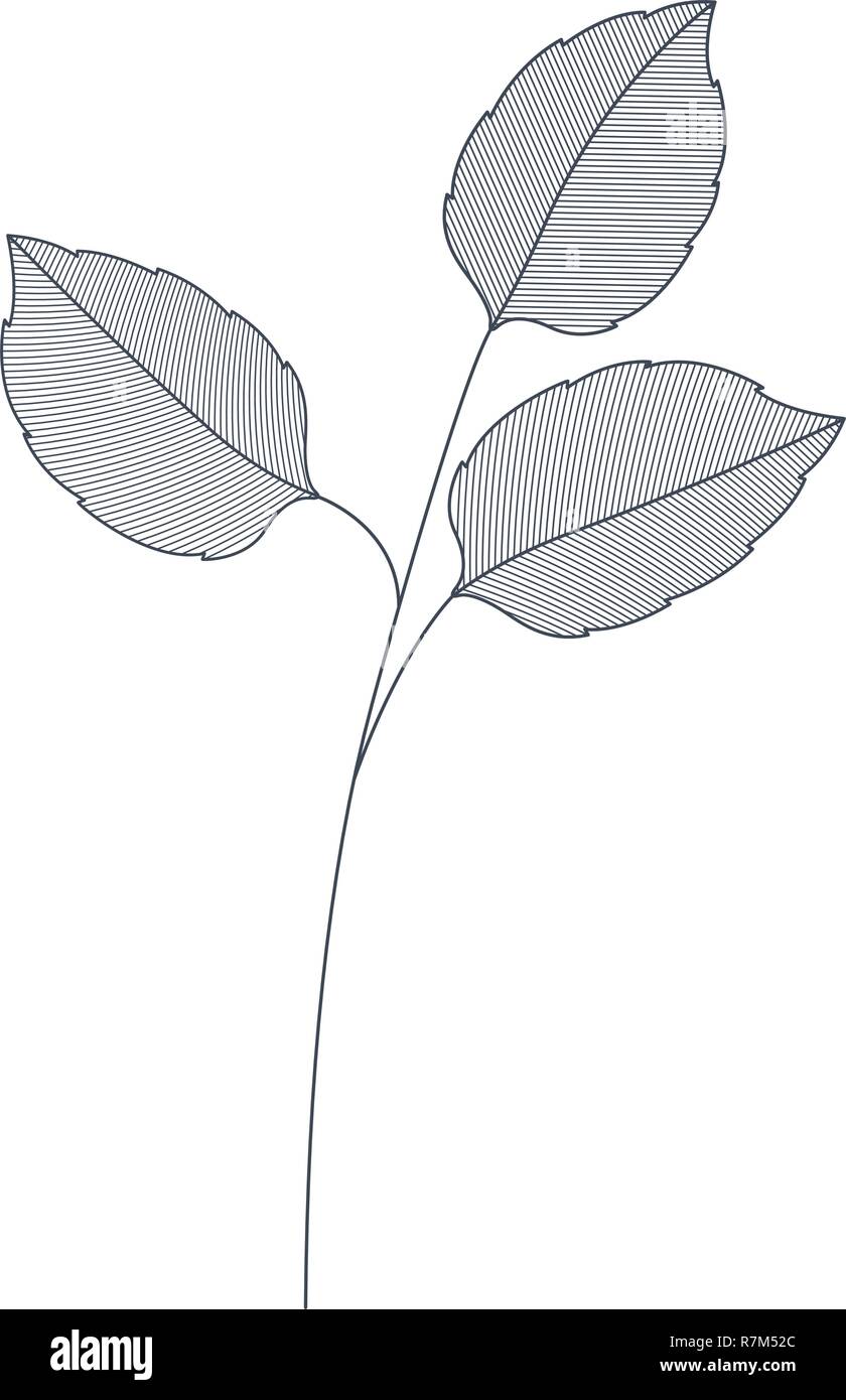 branches with leaves isolated icon Stock Vector Image & Art - Alamy