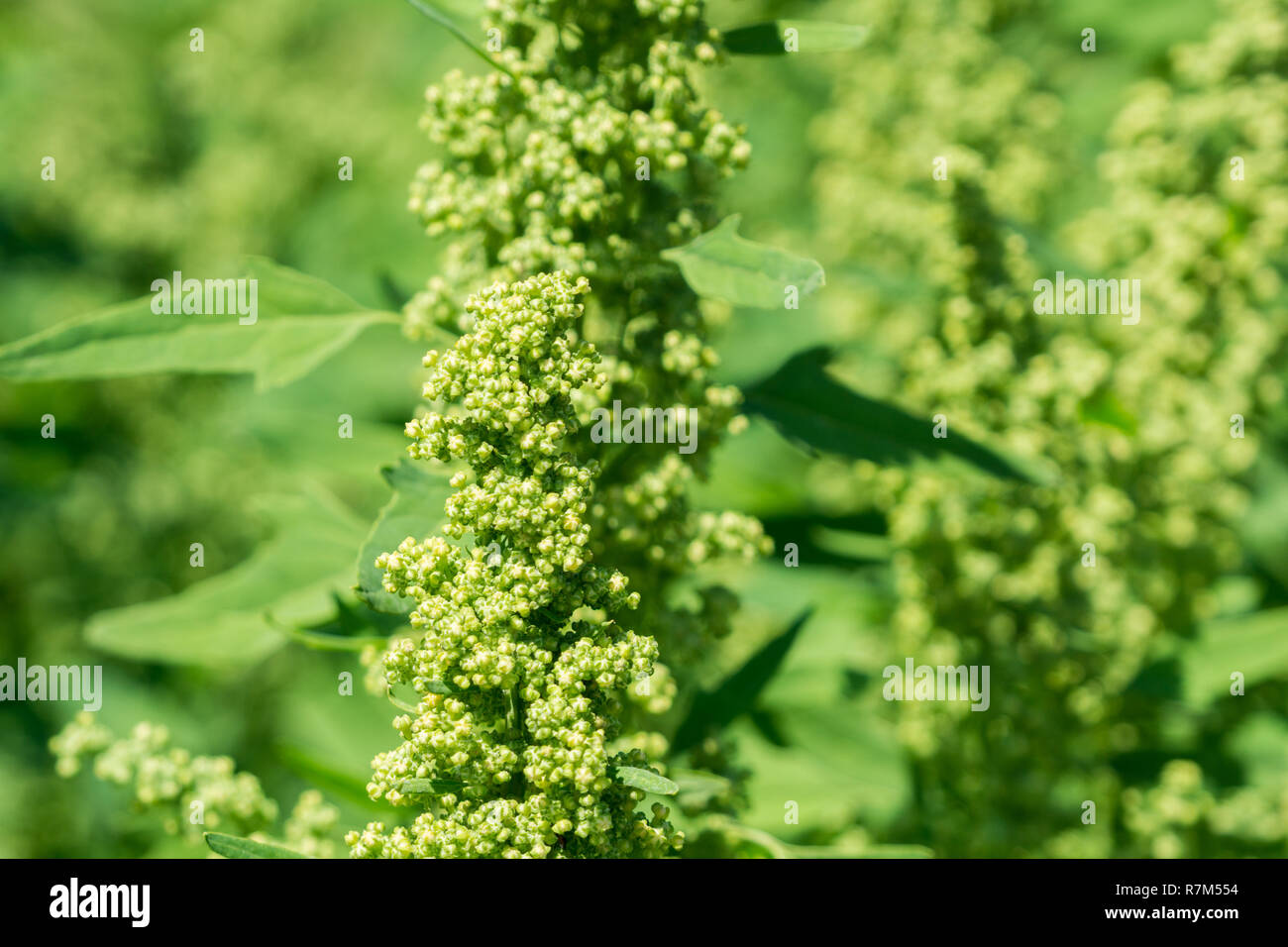 Close-up green Chenopodium Album Plants. Stock Photo