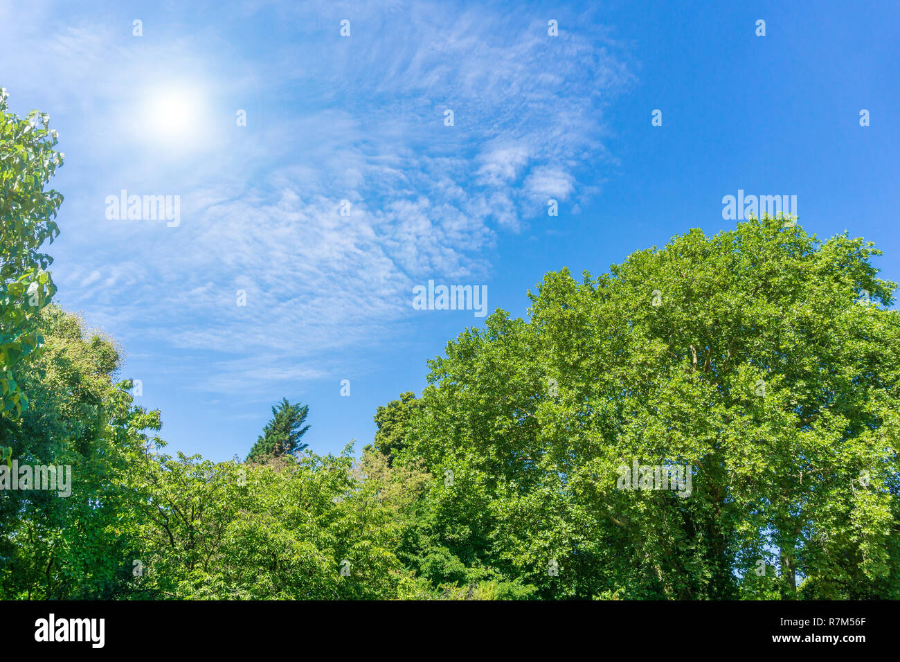 View of a beautiful Big green Forest and of a Sun on a blue Sky Stock ...
