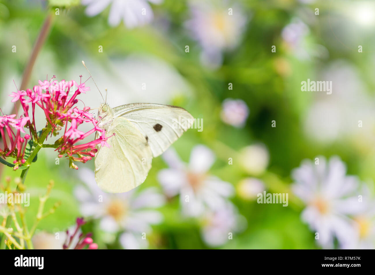 Close-up of a beautiful Cabbage White Pieris rapae Butterfly on a Flower in Spring. Stock Photo