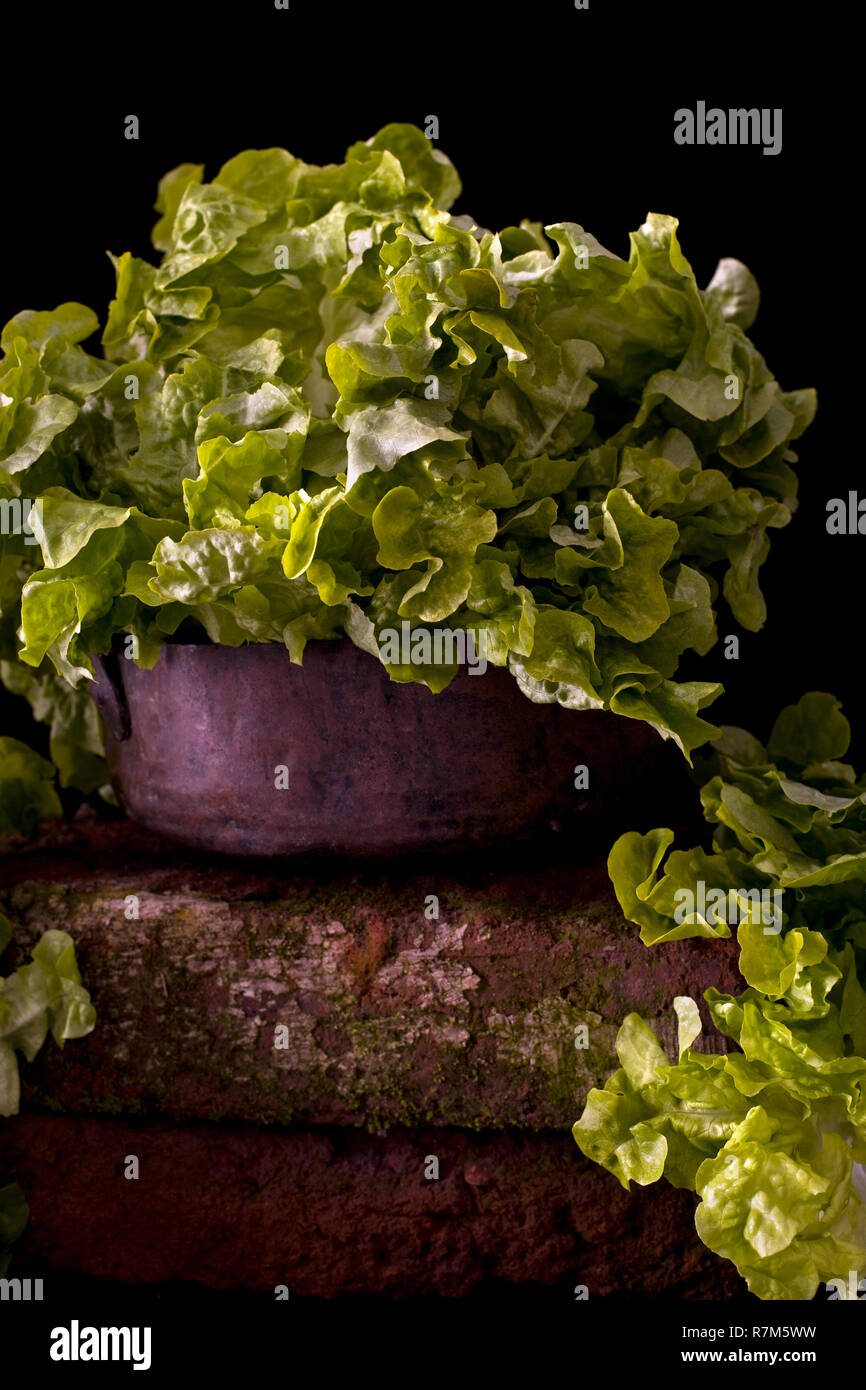 Lettuce on a bowl against a black background Stock Photo