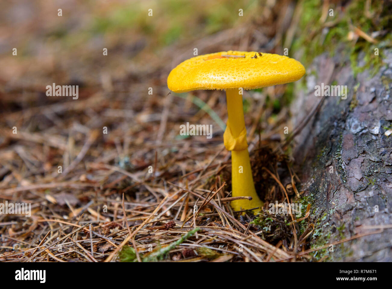 Fungus, Algonquin Provincial Park, Ontario, Canada Stock Photo