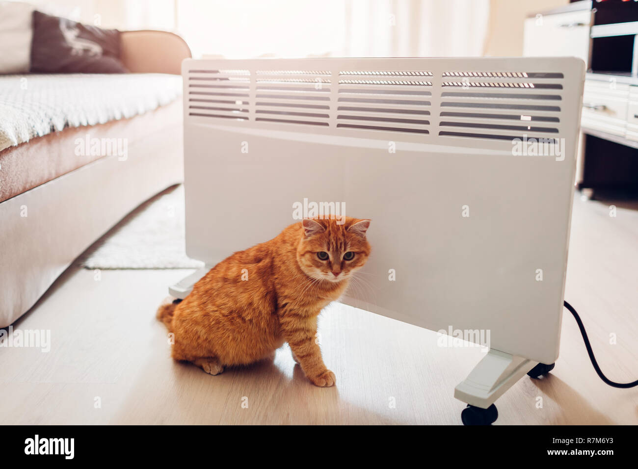 Using heater at home. Heating season. Cat warming sitting by device in