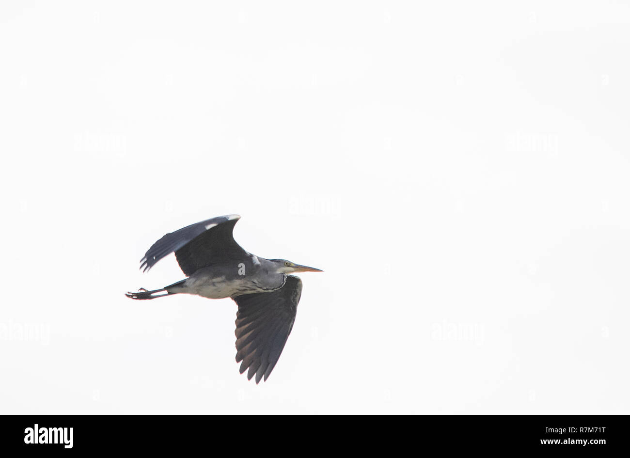 Grey Heron Flying Stock Photo