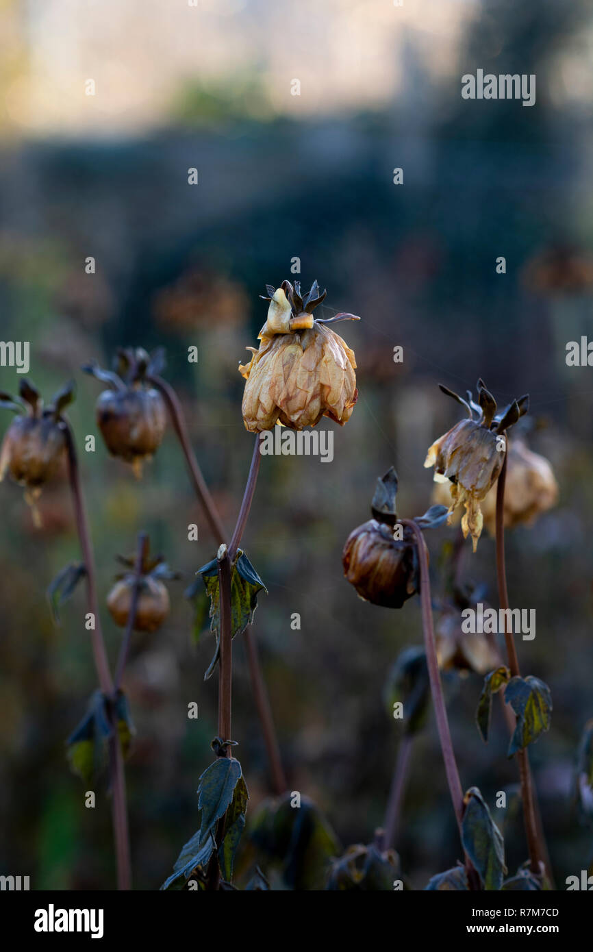 Dahlia plant killed by frost in winter with dark foliage and wet, limp
