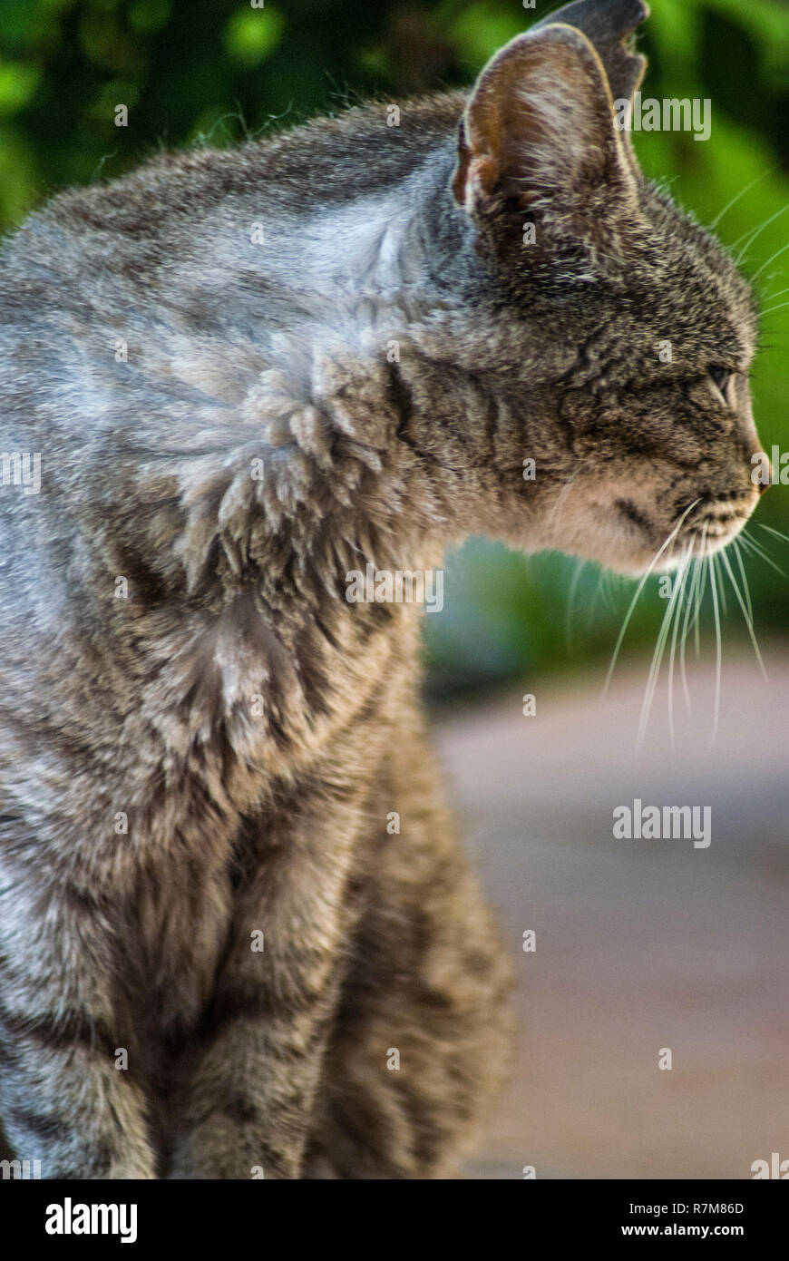 Animals in the garden. Cat and dog are enyoing the nature and heat weather. Stock Photo