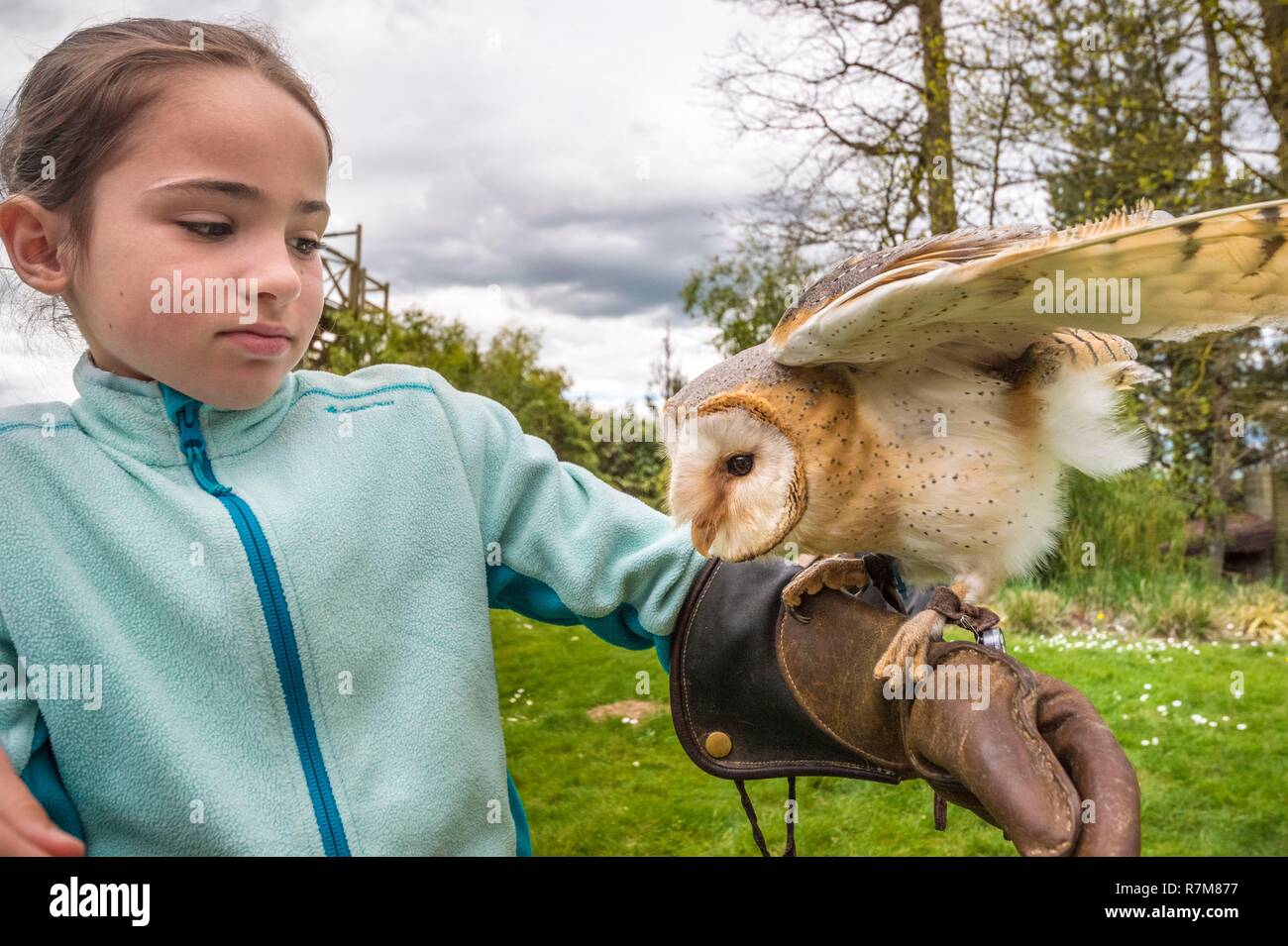 France, Sarthe, La Fleche, La Fleche Zoo, apprentice falconer with a Barn owl (Tyto alba), during the activity Keeper for a day, open to everyone from the age of 8, which allows you to put yourself in the shoes of a keeper to take care of animals under his supervision Stock Photo