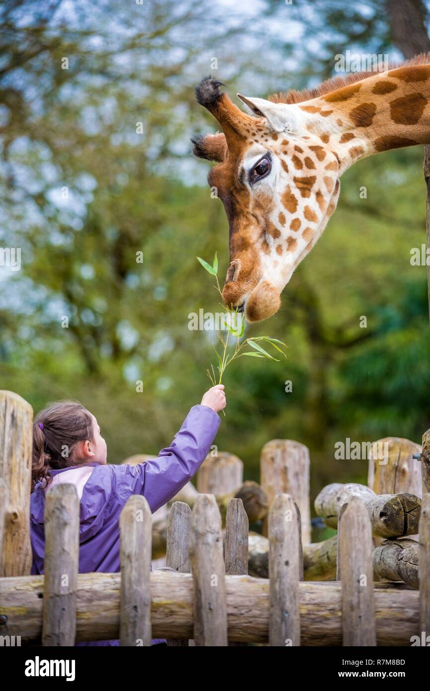 France, Sarthe, La Fleche, La Fleche Zoo, feeding giraffes during the activity Keeper for a day, open to everyone from the age of 8, which allows you to put yourself in the shoes of a keeper to take care of animals under his supervision, IUCN, Minimum Risk, Dependent on Conservation Measures (LR-cd) Stock Photo