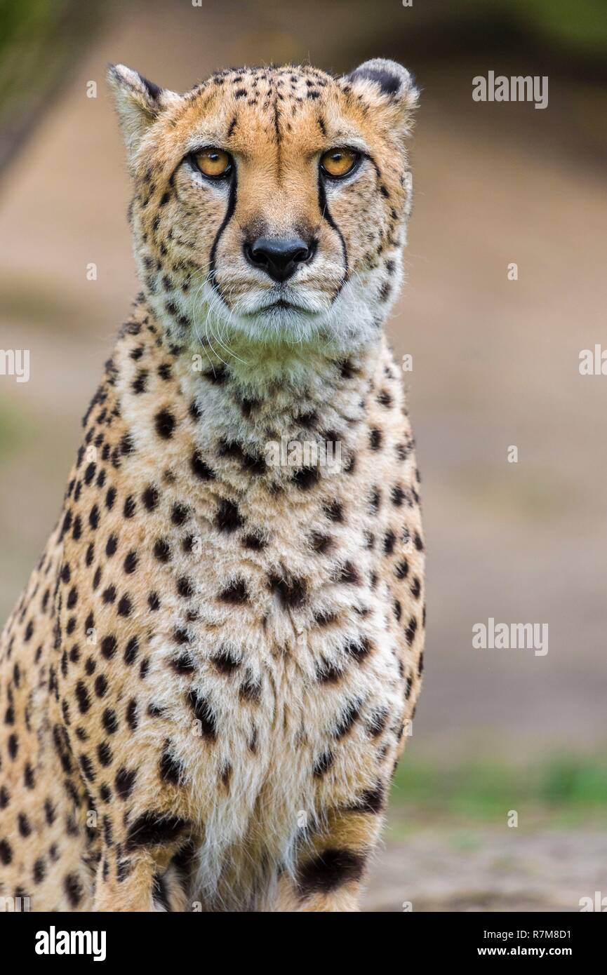 France, Sarthe, La Fleche, La Fleche Zoo, Cheetah (Acinonyx jubatus