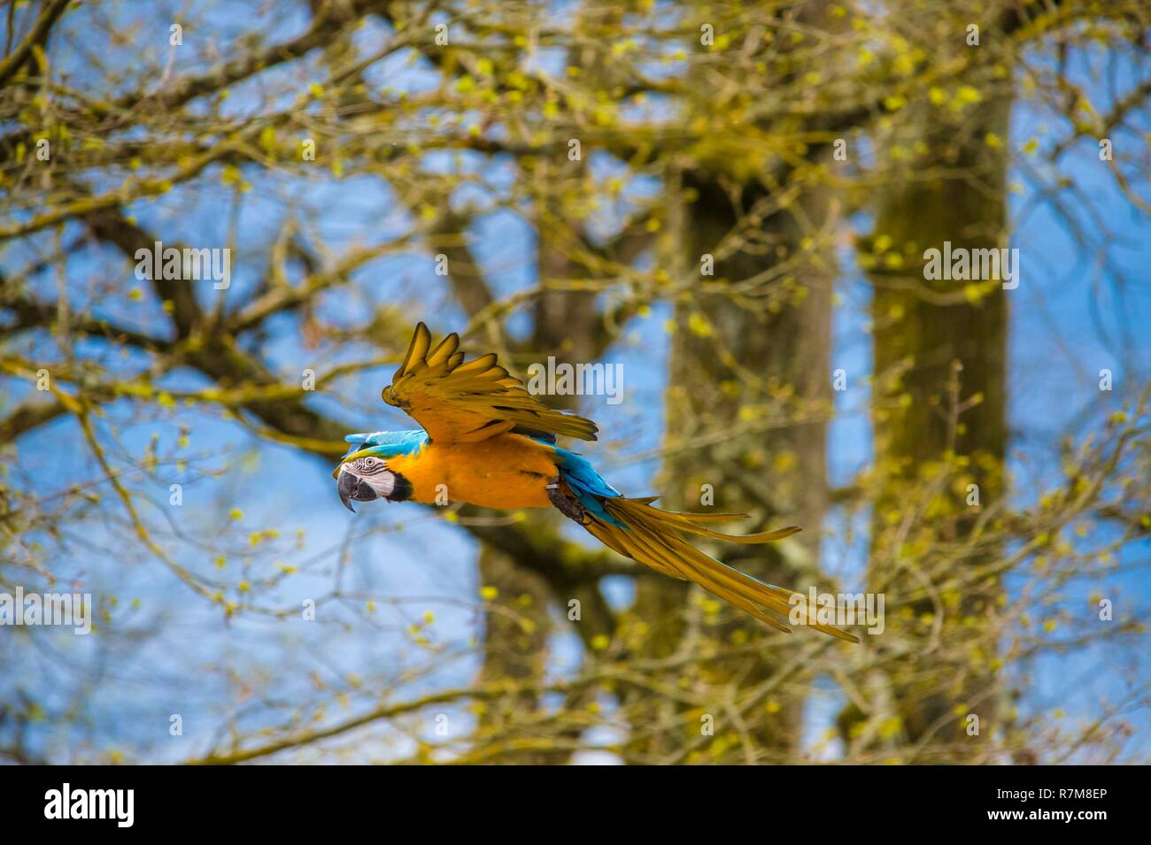 France, Sarthe, La Fleche, La Fleche Zoo, Blue macaw (Ara ararauna) in flightotection status, Protected by law Guyane, Washington Convention Appendix II B (CITES), IUCN status, Least Concern (LC) Stock Photo