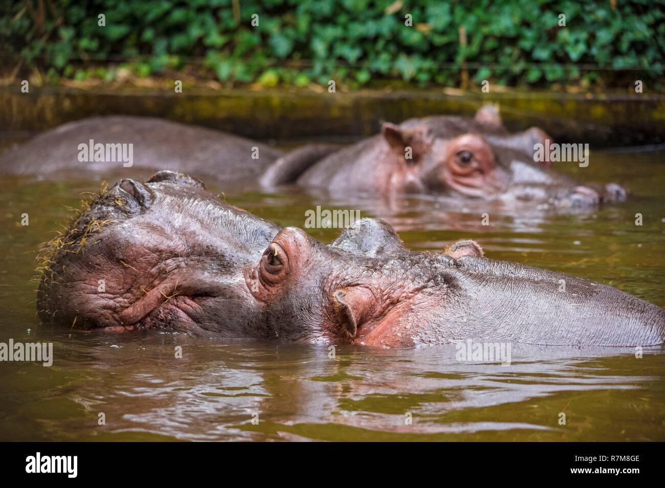 France, Sarthe, La Fleche, La Fleche Zoo, Hippopotamus (Hippopotamidae) in its poolotection Status, Washington Convention Appendix II B (CITES), IUCN Status, Minimum Risk, Least Concern (LR-lc) Stock Photo