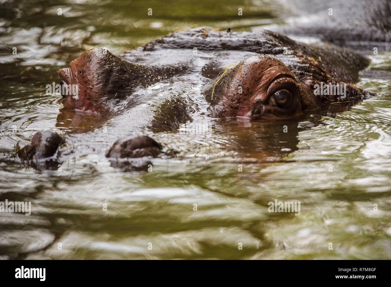 France, Sarthe, La Fleche, La Fleche Zoo, Hippopotamus (Hippopotamidae) in its poolotection Status, Washington Convention Appendix II B (CITES), IUCN Status, Minimum Risk, Least Concern (LR-lc) Stock Photo