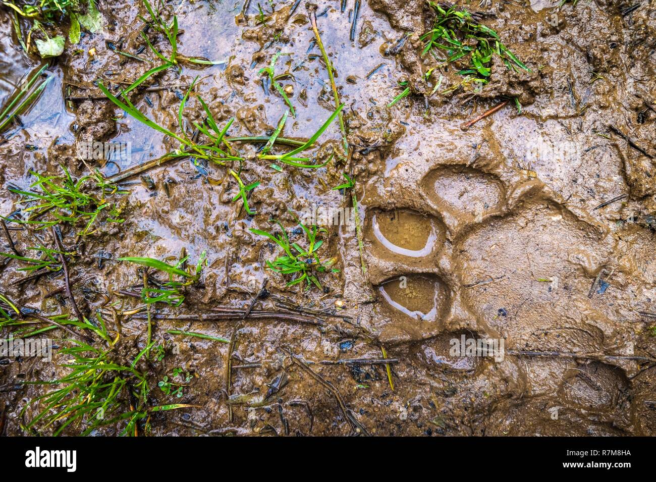 Tiger Paw Print In Mud