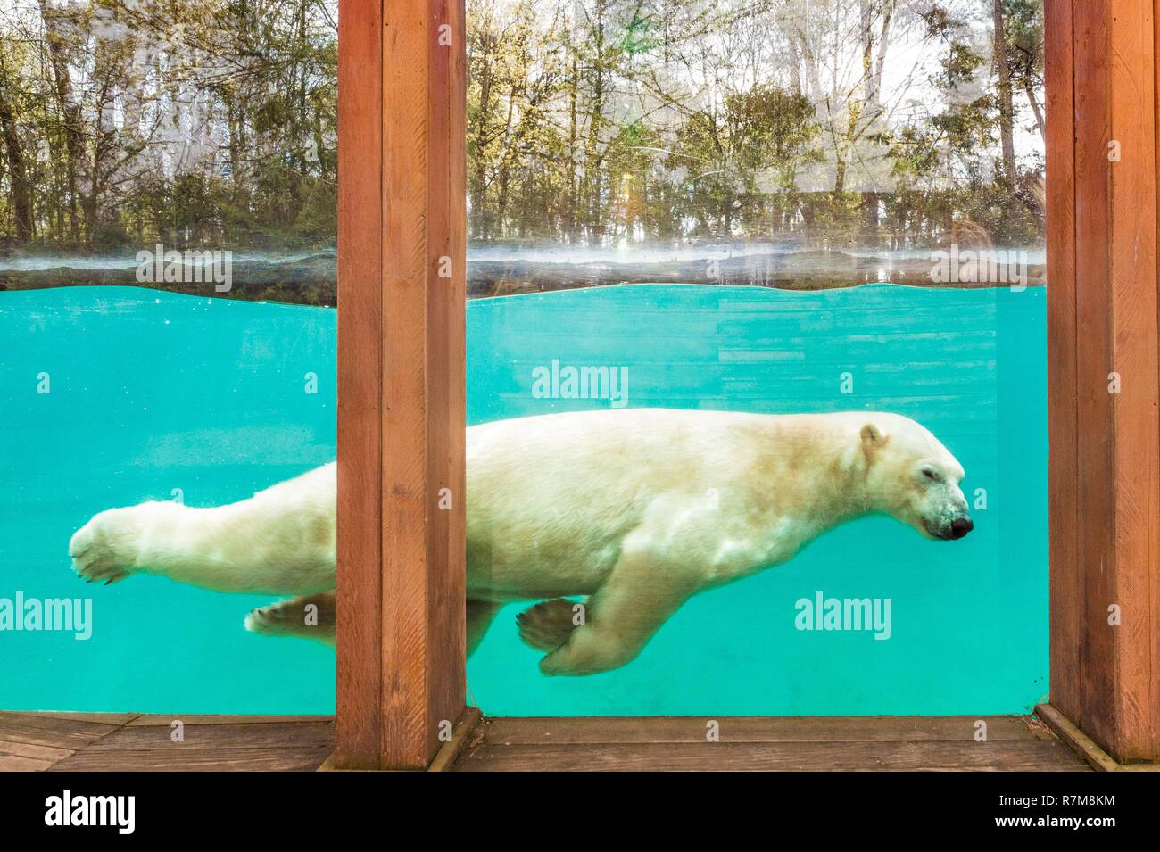 France, Sarthe, La Fleche, La Fleche Zoo, Taïko, male polar bear (Ursus maritimus) swimming in its basinotection status, Washington Convention Appendix II B (CITES), IUCN Status, Minimum risk, dependent on conservation measures (LR-cd) Stock Photo