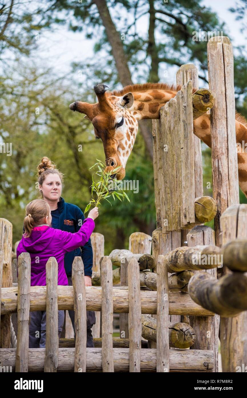 France, Sarthe, La Fleche, La Fleche Zoo, feeding giraffes during the activity Keeper for a day, open to everyone from the age of 8, which allows you to put yourself in the shoes of a keeper to take care of animals under his supervision, IUCN, Minimum Risk, Dependent on Conservation Measures (LR-cd) Stock Photo