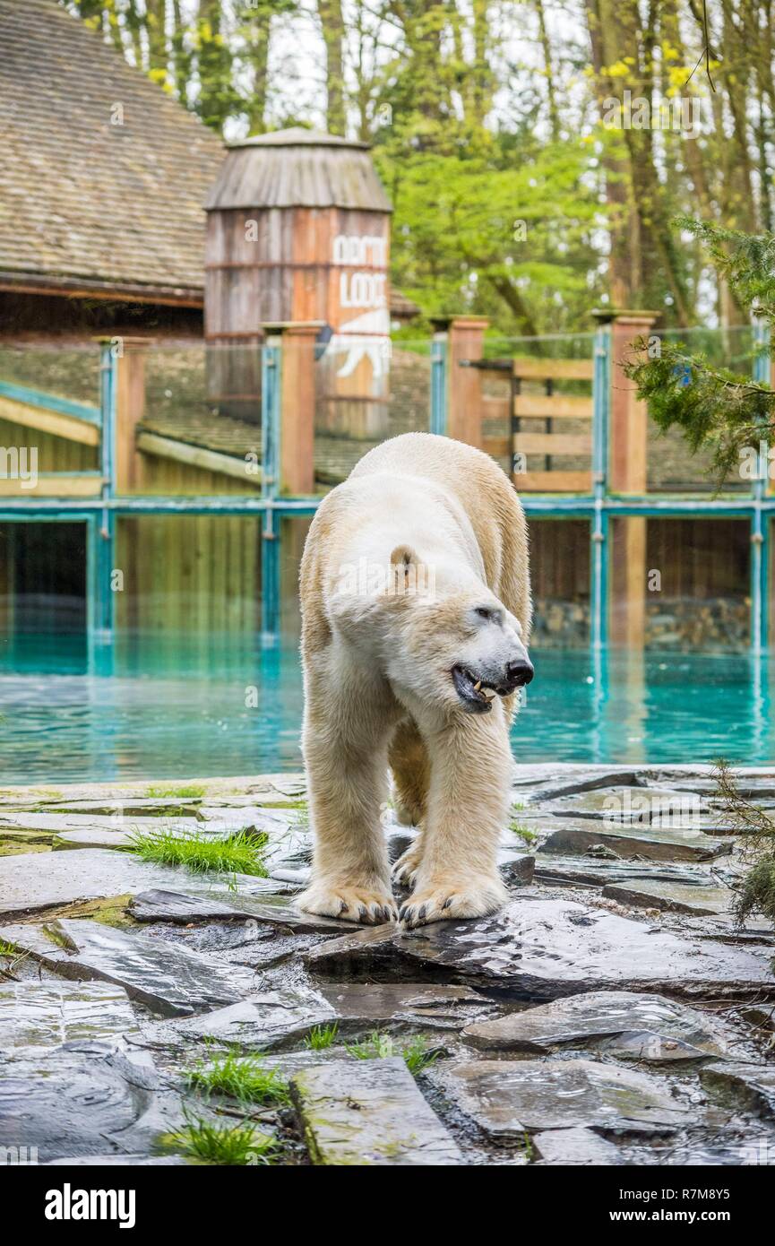 France, Sarthe, La Fleche, La Fleche Zoo, Taïko, male polar bear (Ursus maritimus)otection Status, Washington Convention Appendix II B (CITES), IUCN Status, Minimum Risk, Dependent on Conservation Measures (LR-cd) Stock Photo