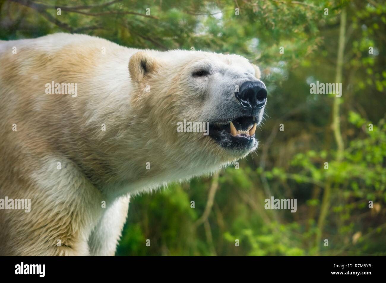 France, Sarthe, La Fleche, La Fleche Zoo, Taïko, male polar bear (Ursus maritimus)otection Status, Washington Convention Appendix II B (CITES), IUCN Status, Minimum Risk, Dependent on Conservation Measures (LR-cd) Stock Photo