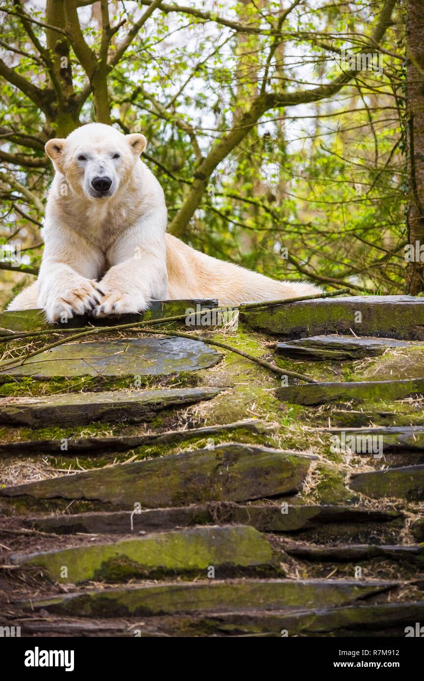 France, Sarthe, La Fleche, La Fleche Zoo, Taïko, male polar bear (Ursus maritimus)otection Status, Washington Convention Appendix II B (CITES), IUCN Status, Minimum Risk, Dependent on Conservation Measures (LR-cd) Stock Photo