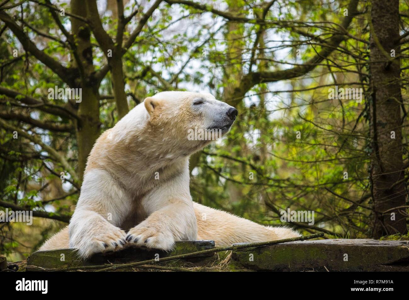 France, Sarthe, La Fleche, La Fleche Zoo, Taïko, male polar bear (Ursus maritimus)otection Status, Washington Convention Appendix II B (CITES), IUCN Status, Minimum Risk, Dependent on Conservation Measures (LR-cd) Stock Photo