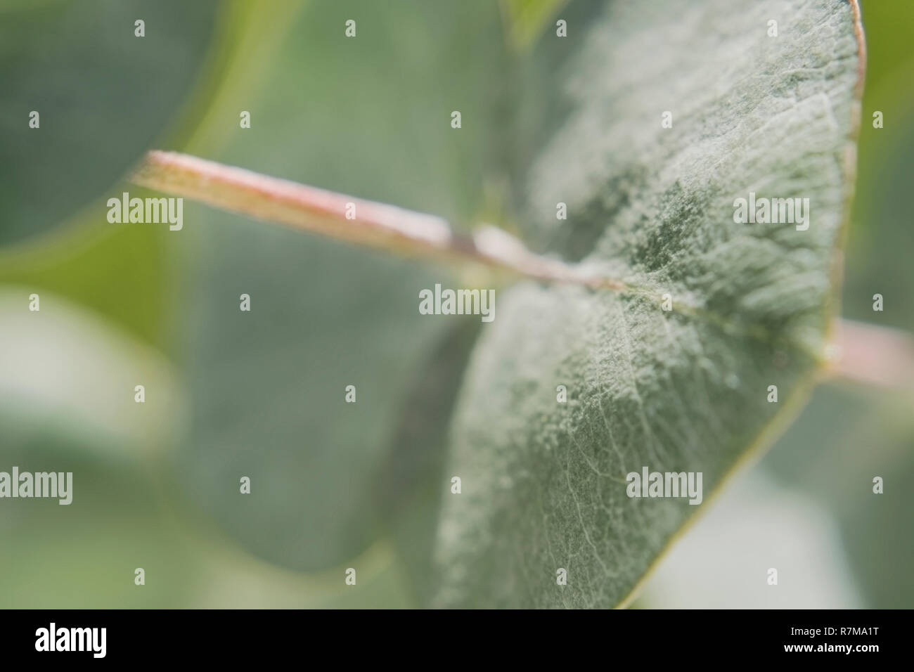 Eucalyptus leaves hi-res stock photography and images - Alamy