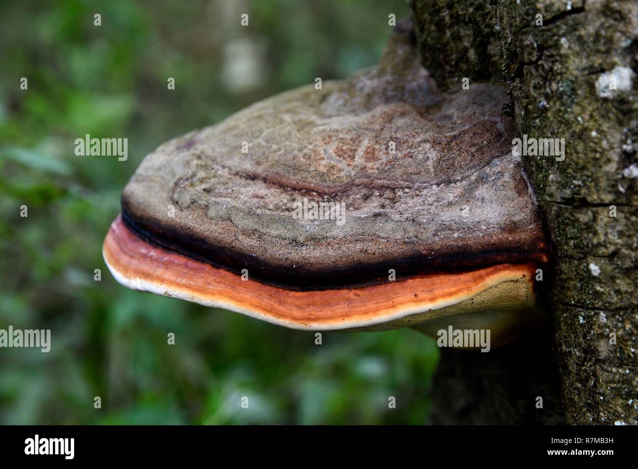 France, Doubs, mushroom Stock Photo
