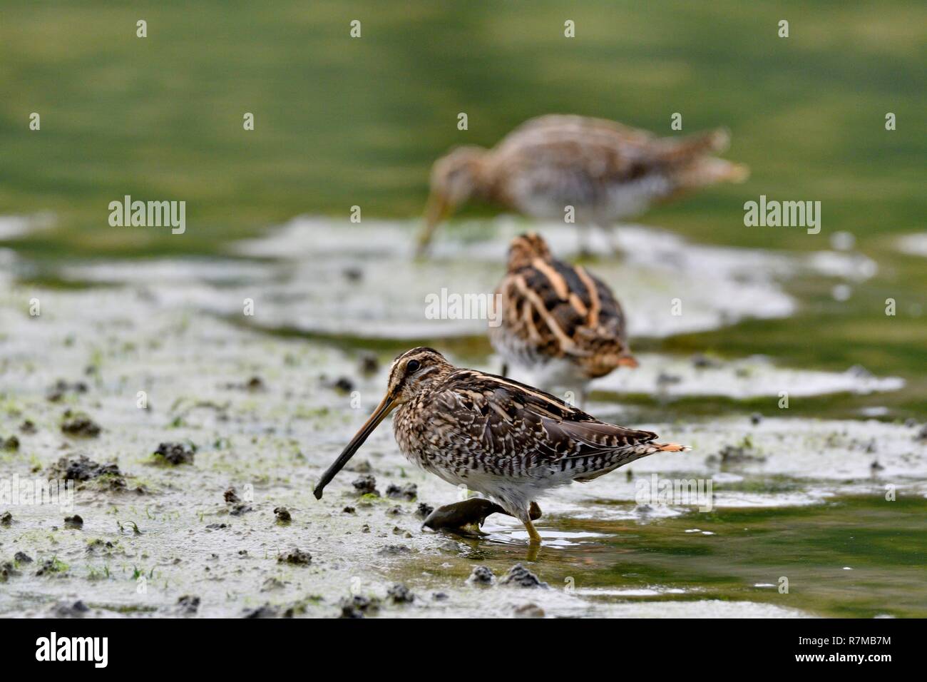 Gros Bec Casse Noyaux Photo De Les Oiseaux De France