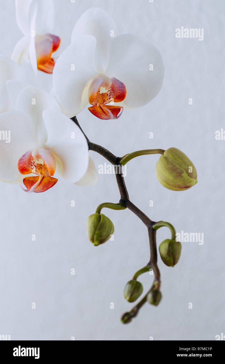 Beautiful exotic white flower hi-res stock photography and images - Alamy