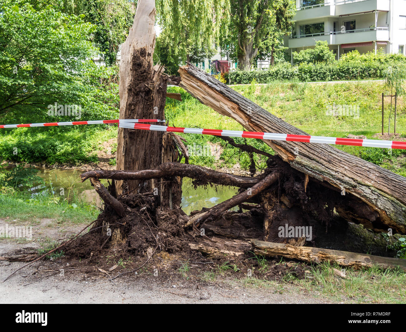 overturned tree storm Stock Photo
