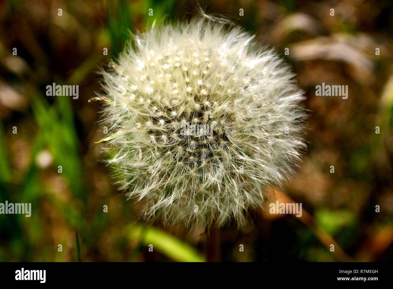 Close-up of a seeded dandelion with a blurry background. Stock Photo