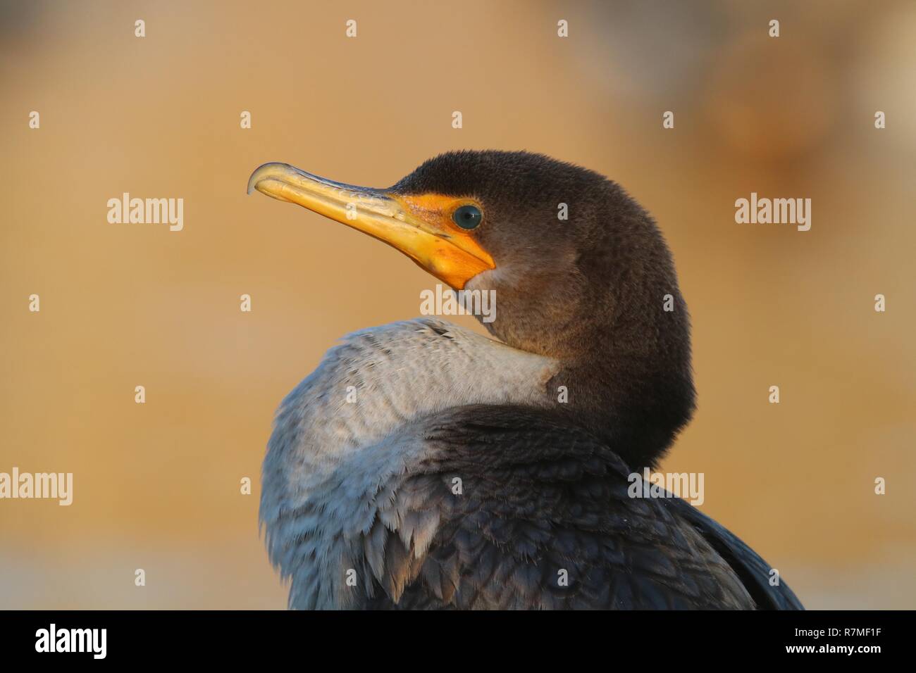 An immature double crested cormorant Phalacrocorax auritus close up on the head and neck Stock Photo
