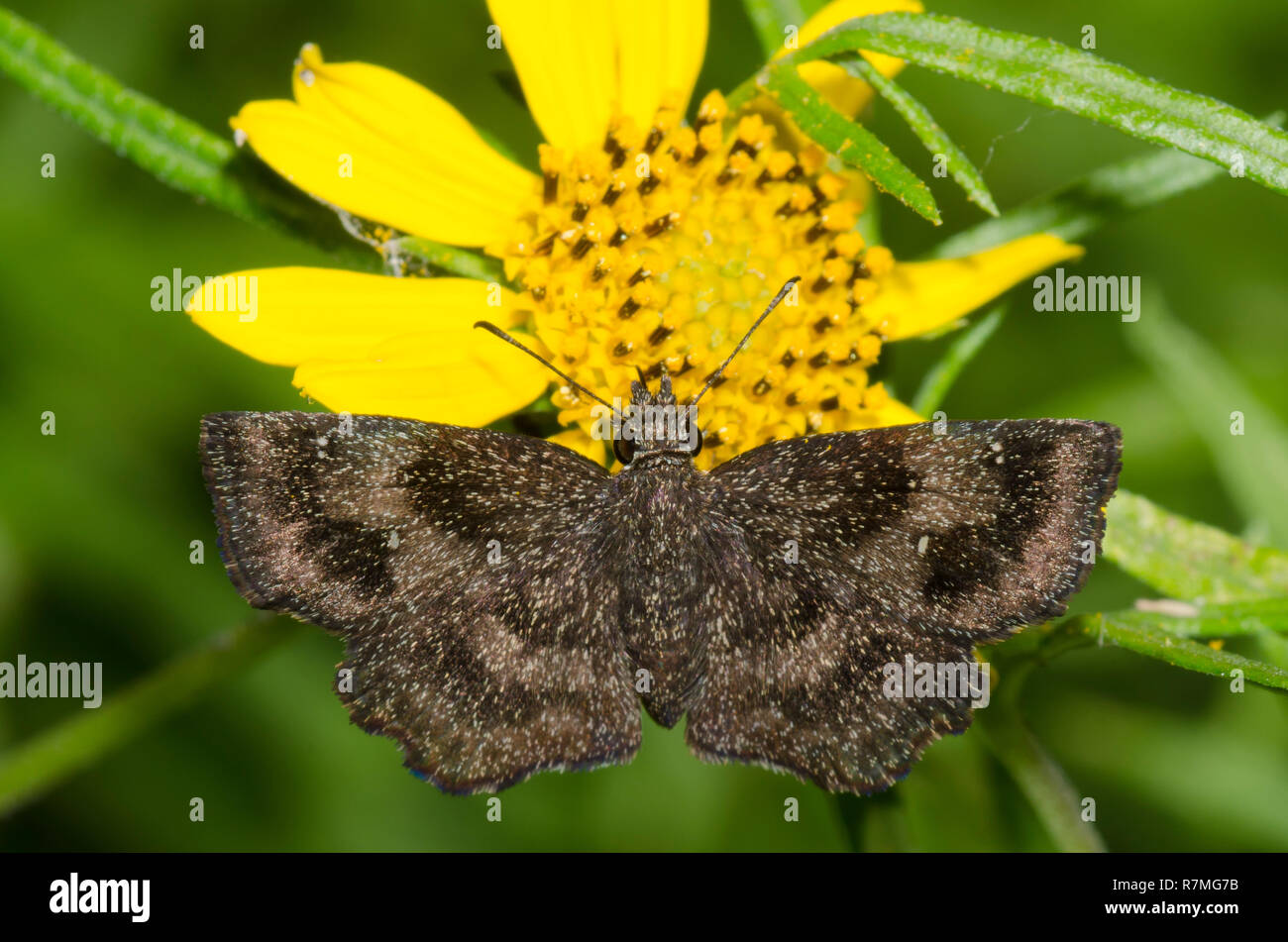 Mazans Scallopwing, Staphylus mazans, female nectaring from Skeleton