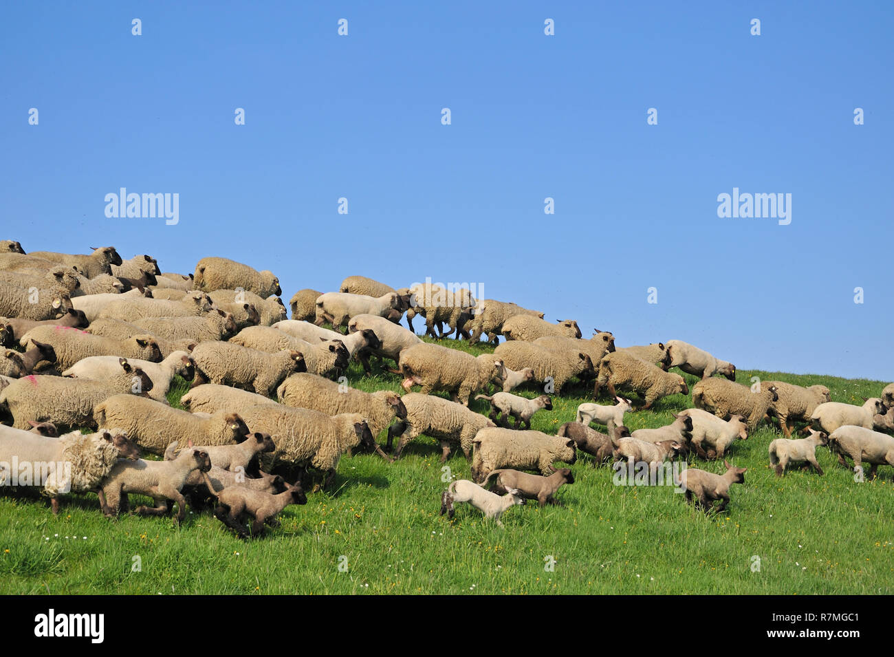 Schafe am Deich Stock Photo