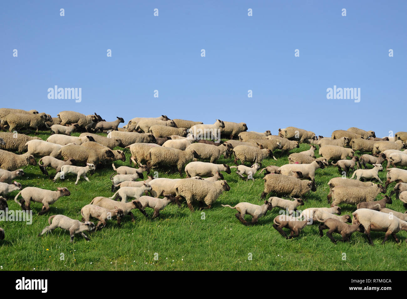 Schafe am Deich Stock Photo