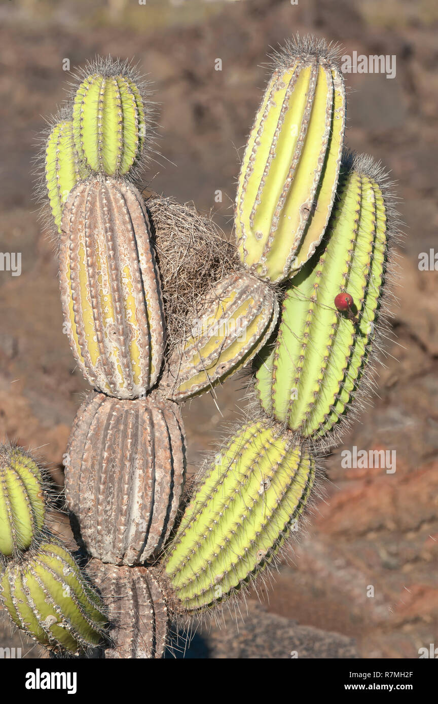 Candelabra Cactus (Jasminocereus thouarsii), Isabela Island, Galápagos