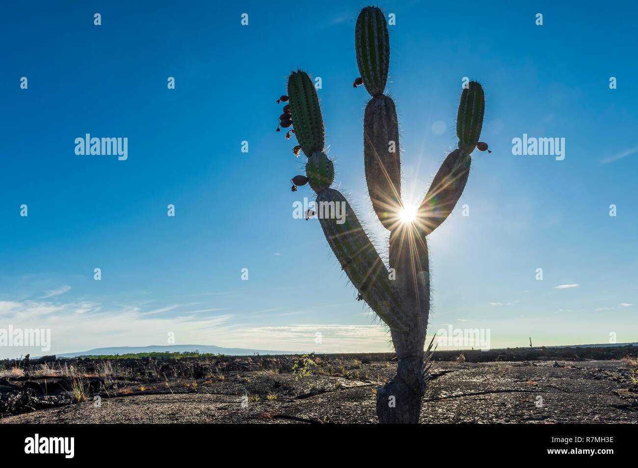 Candelabra Cactus (Jasminocereus thouarsii) in the volcanic landscape
