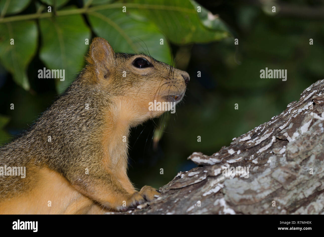 Eastern Fox Squirrel, Sciurus niger Stock Photo
