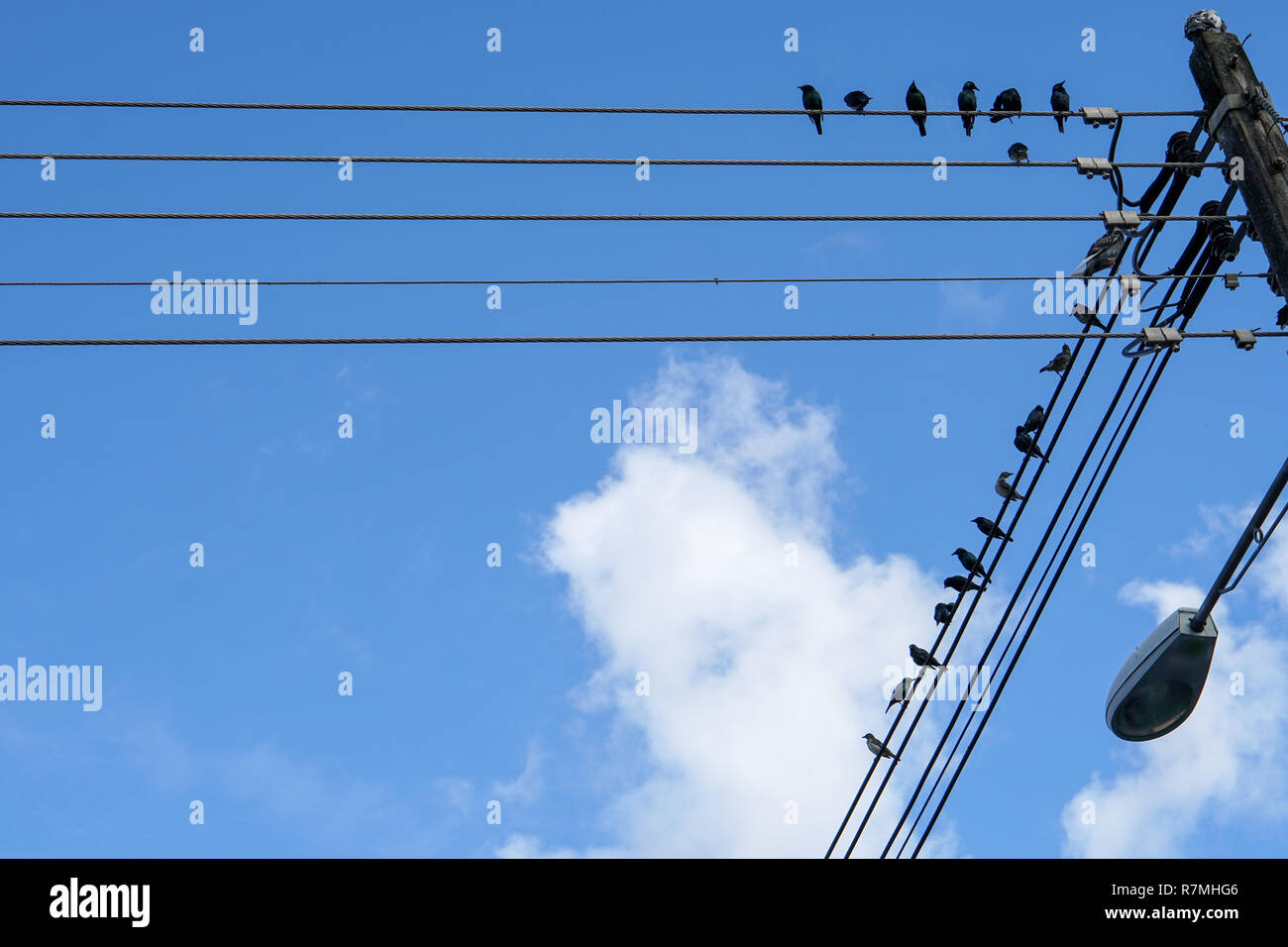 Group of birds is sitting on the power line cable on the cloudy sky ...