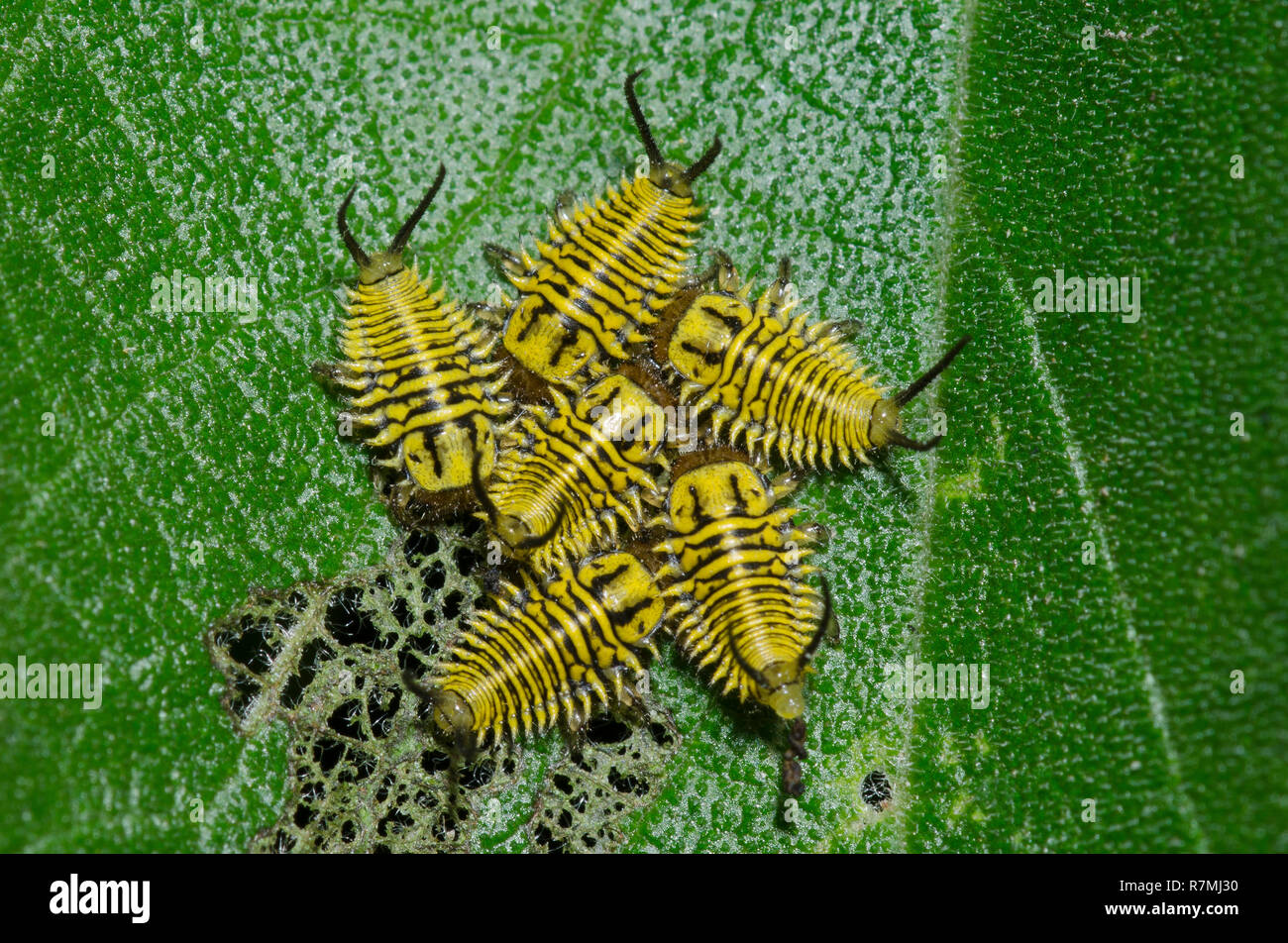 Wild Olive Tortoise Beetle, Physonota alutacea, larvae clustered and feeding on Texas Wild Olive, Cordia boissieri, leaf Stock Photo